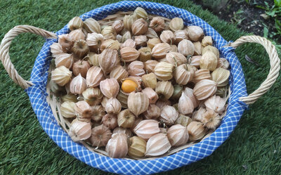 Physalis 100g