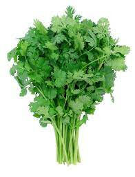 Bouquet de coriandre