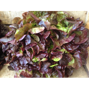 Salade feuille de chêne rouge