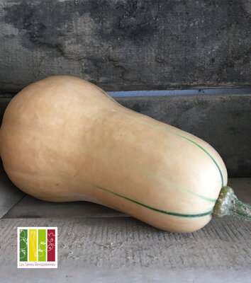 Courge butternut