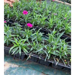 œillet vivace  au godet