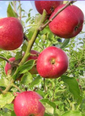 Pomme idared