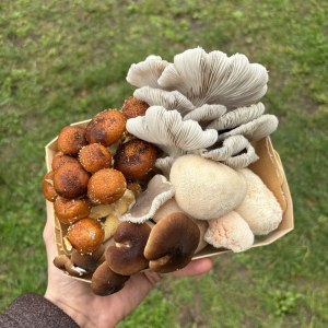 Mélange de champignons de saison