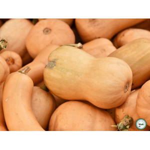 Courge butternut