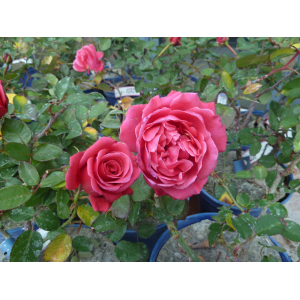 Rosier arbustif voluptia crazy pink