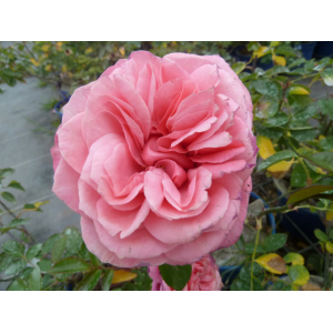 Rosier arbustif voluptia pink