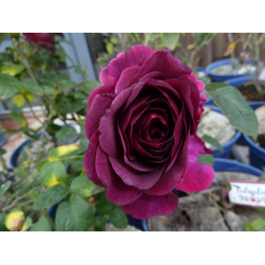 Rosier arbustif voluptia purple