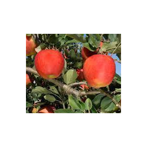 Pomme reine des reinettes ( sachet 3kg)