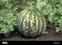 Melon d'eau vert 2,500 kg a 3,000 kg