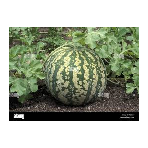 Melon d'eau vert 2,500 kg a 3,000 kg