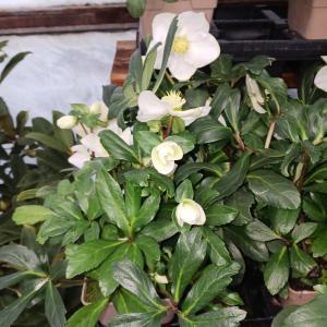 Rose de noël, hellébore en pot de 1l
