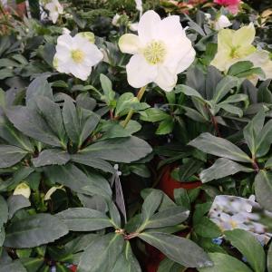 Rose de noël, hellébore en pot de 2,5l