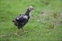 Coq de race wyandotte