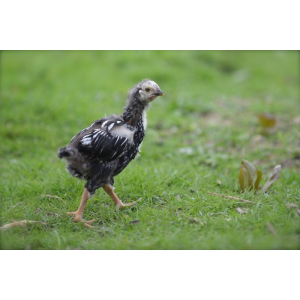 Coq de race wyandotte nés le 27/06