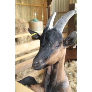 Viande de cabris bio