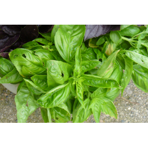 Pesto de basilic