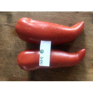 Tomate cornue des andes (graines à semer)