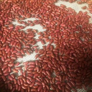 Haricot à écosser rouge (graines à semer)