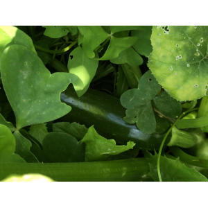 Courgette verte (graines à semer)