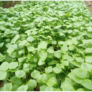 Pourpier claytone de cuba