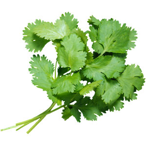 Coriandre sec pot à épices dont 1 eur de cons