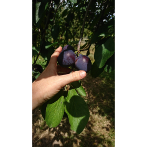 Confiture extra de prune violette