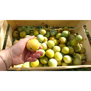 Confiture extra de reine claude