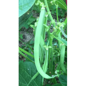 Haricot la victoire (graines à semer)