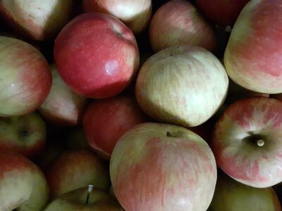 Pomme elstar