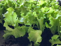 Plant par 12 de batavia