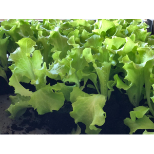 Plant de batavia par 12