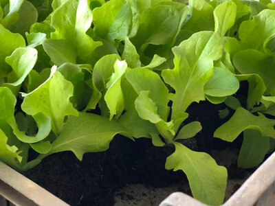 Plant de feuille de chêne verte par 12
