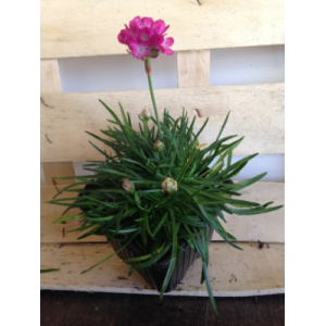 Plante vivace: arméria/gazon d'espagne/godet