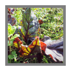 Betterave primeur fane bio