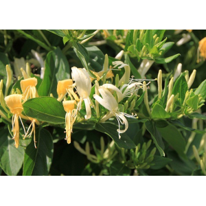 Chèvrefeuille du japon