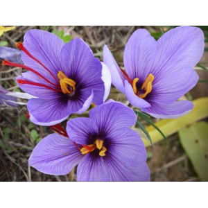 Crocus à safran