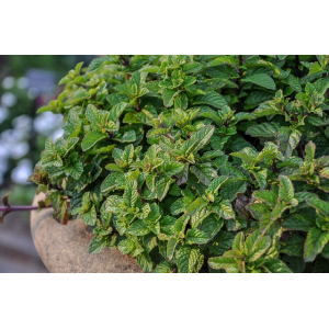 Menthe poivrée