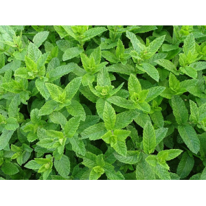 Menthe marocaine