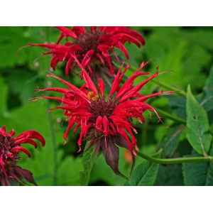 Monarde didyma