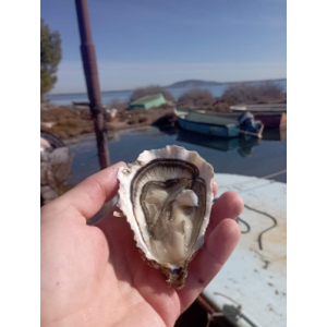 Huîtres spéciales méditerranée