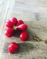 Tomate voyage-(plant)