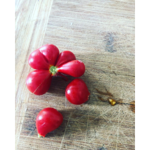 Tomate voyage-(plant)