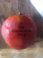 Tomate coeur de boeuf rosée- (plant)