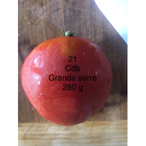 Tomate coeur de boeuf rosée- (plant)
