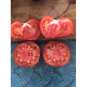 Tomate marmande-(plant)