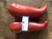 Tomate cornue des andes-(plant)