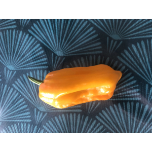 Poivron petit marseillais-(plant)