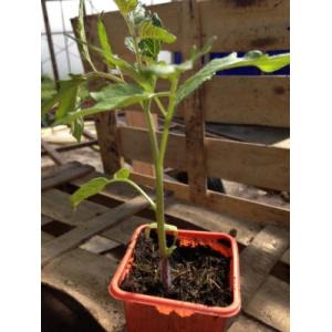 Plant de tomate variété cerise