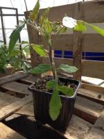 Plant de tomate - variété : fandango