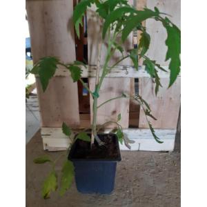 Plant godet - de tomate greffée cœur de bœuf